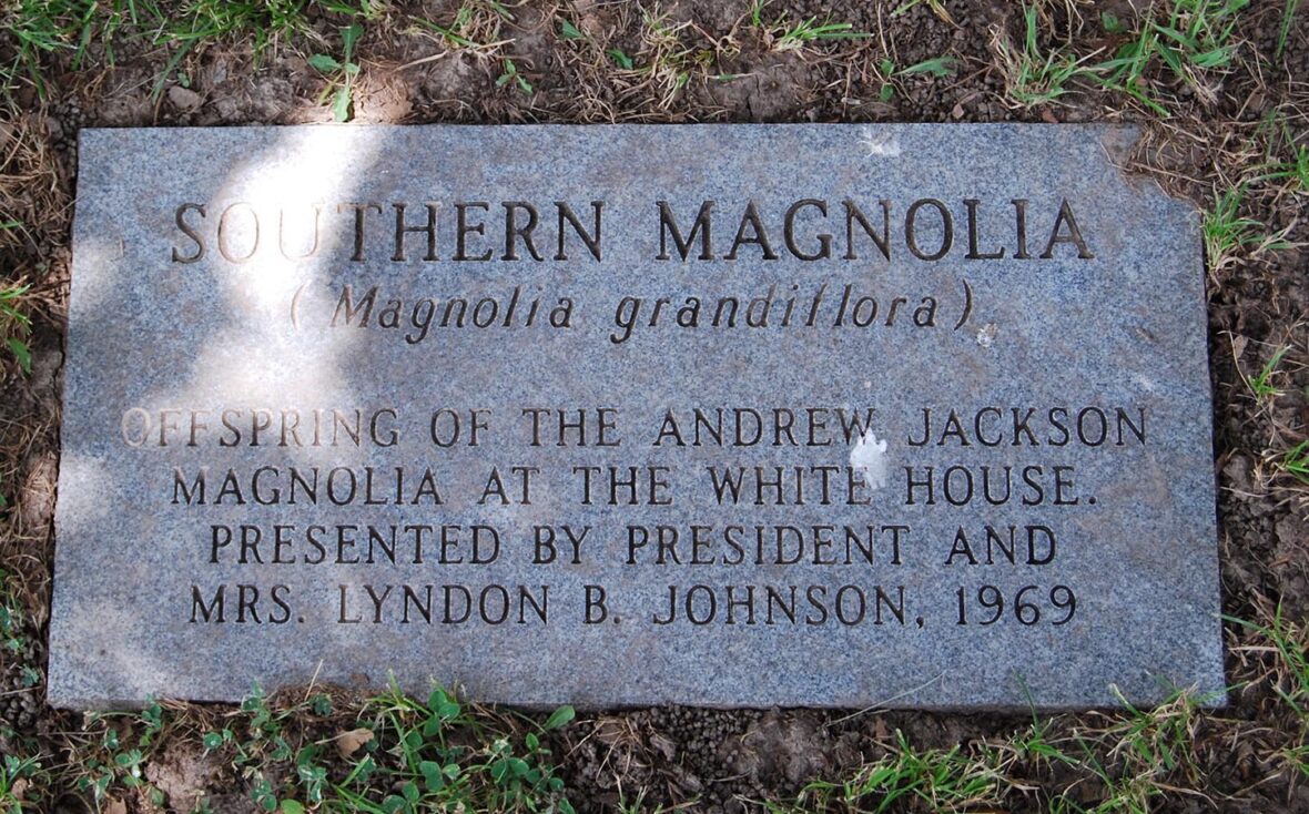 Southern Magnolia tree gifted by President and Mrs. Lyndon B. Johnson in 1969