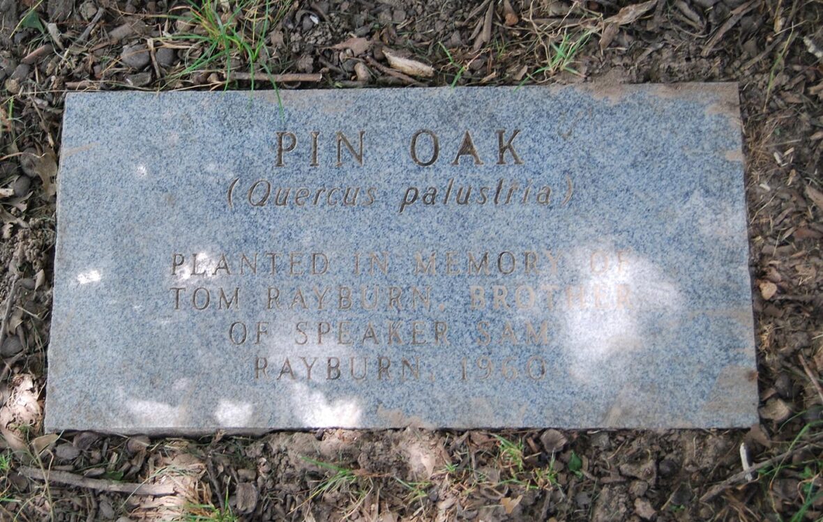 Pin Oak in memory of Sam Rayburn's brother, Tom
