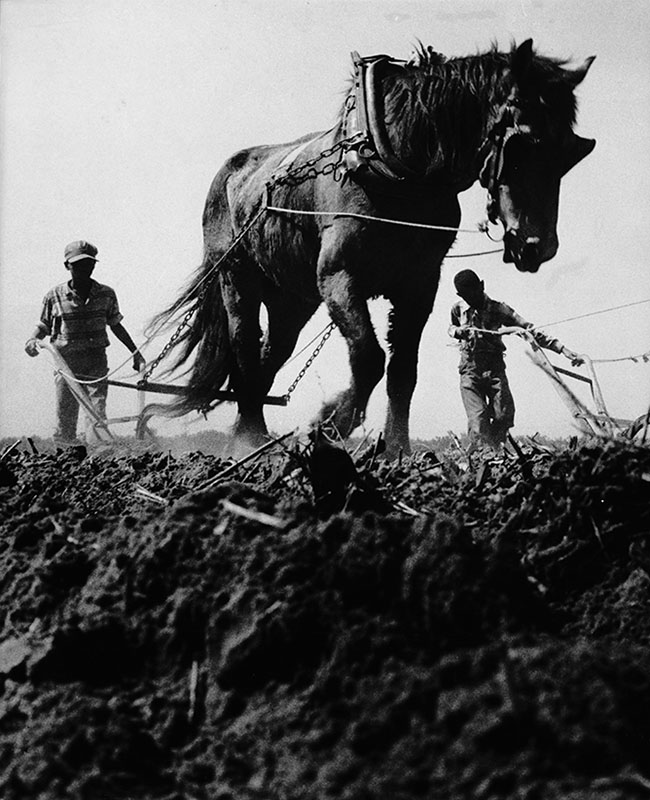 Boys plowing cotton field