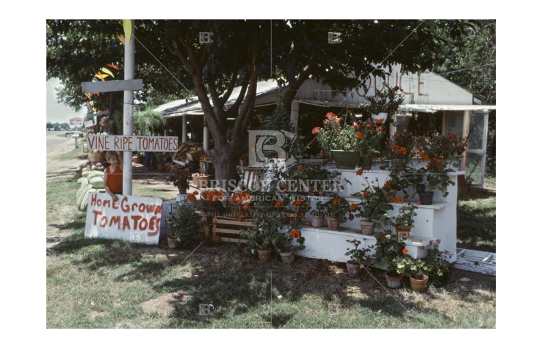 Photograph of geraniums and homegrown tomatoes at a roadside produce stand in East Texas, 1980